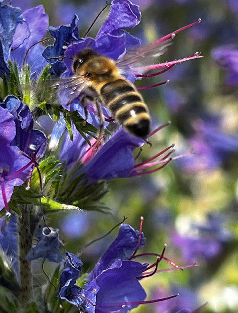 Kunert Biodiversität und Grünflächen