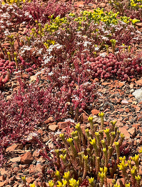 Kunert Biodiversität und Grünflächen Dach