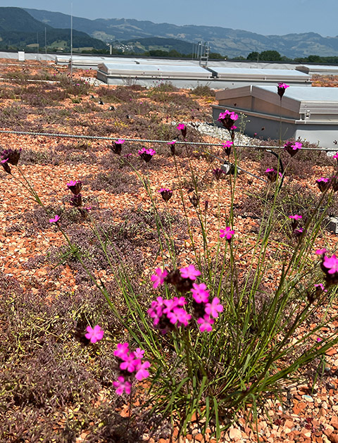 Kunert Biodiversität und Grünflächen Dach