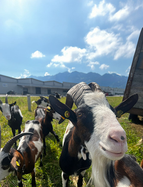 Kunert Biodiversität und Grünflächen Ziegen