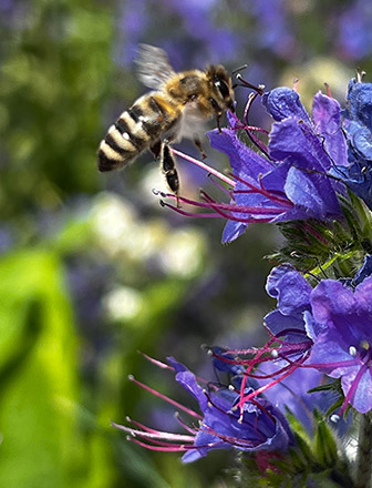 Kunert Nachhaltigkeit Bienen