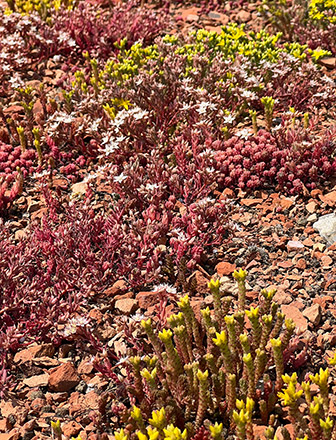 Kunert Nachhaltigkeit Dach